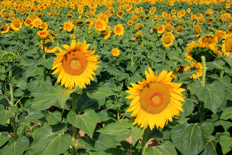 Un anno di fiori...